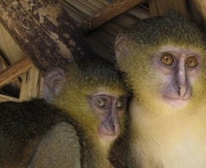Непознатият вид примати живеят в Централна Африка