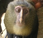 Две в едно - маймуна с човешко лице