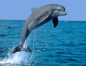 Озверял делфин опита да убие плувкиня