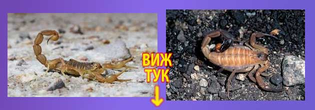 скорпион в България 2