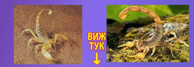 скорпион в България 3