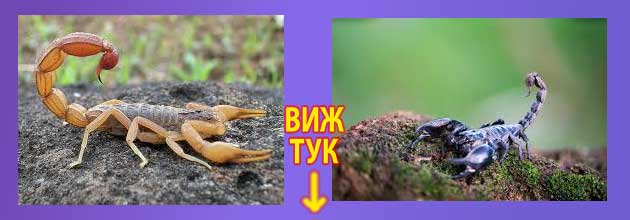 скорпион в България 4