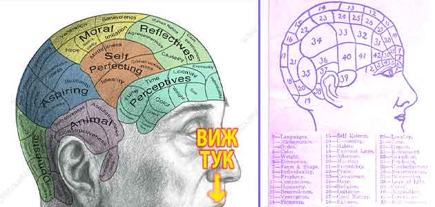 френология 2