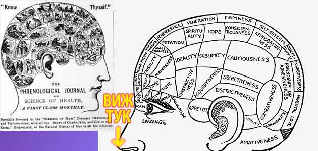 френология 3