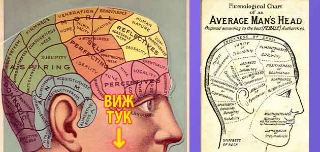 френология 4