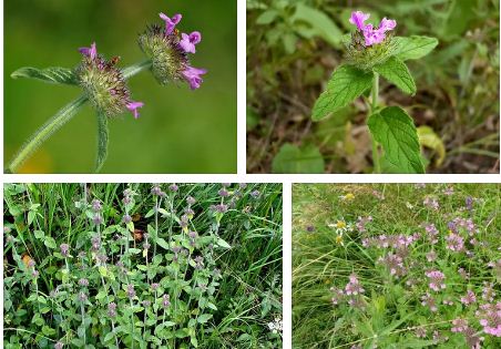 котешка стъпка рецепти