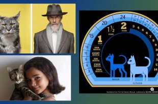 Таблица за превръщане на котешки години в човешки. Колко години живеят котките? Колко живота има котката?