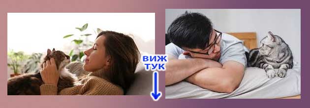 Котешки години. Таблица и калкулатор 8 koteshki godini kotka 02