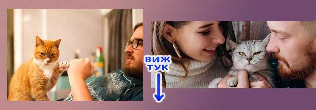Котешки години. Таблица и калкулатор 11 koteshki godini kotka 04