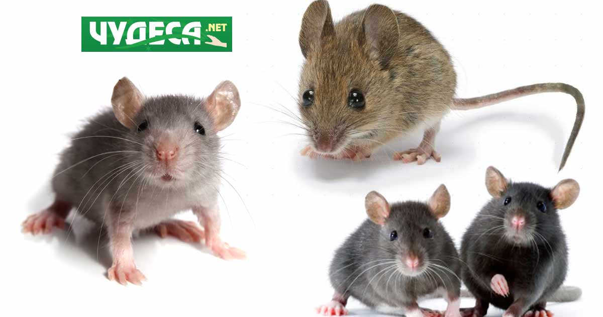 съновник мишка плъх