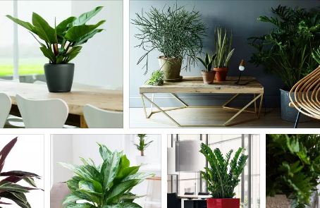 стайни цветя вампири