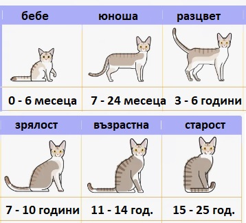 Котешки години. Таблица и калкулатор 7 Котешки години 01