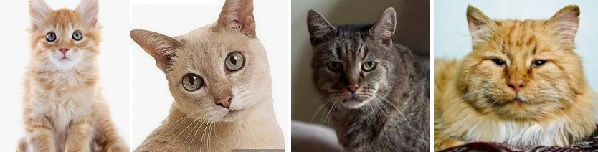 Котешки години. Таблица и калкулатор 2 Котешки години 014