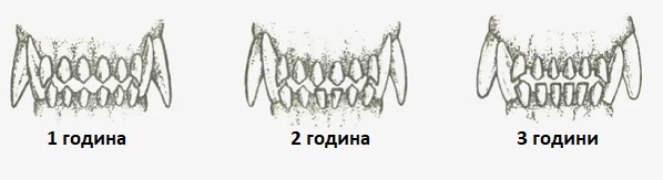 Котешки години 024