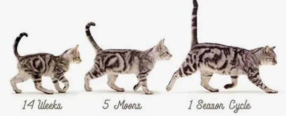 Котешки години. Таблица и калкулатор 4 Котешки години 03