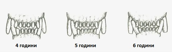 Котешки години. Таблица и калкулатор 6 Котешки години 04