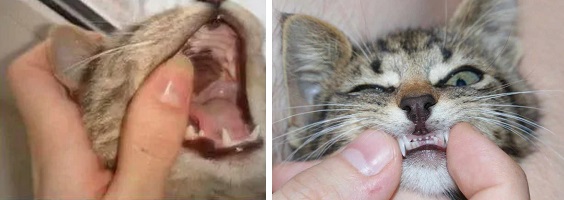 Котешки години. Таблица и калкулатор 10 Котешки години 05