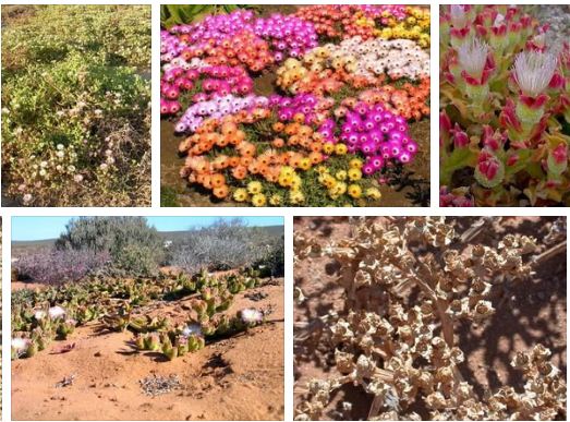 мезембриантемум