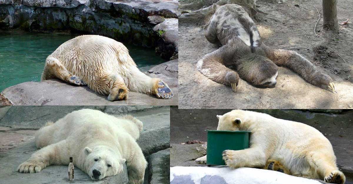 махмурлук сутрин