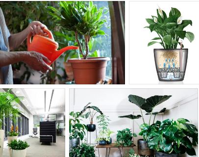 геопатогенни зони стайни цветя