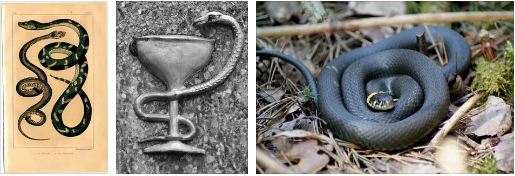 змията символизира