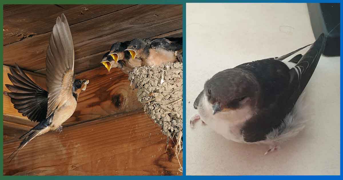 Какво да правим, ако влезе лястовица в къщи? Поличба, вярвания и символика. Поверия и ритуали. Унищожаване на гнездото