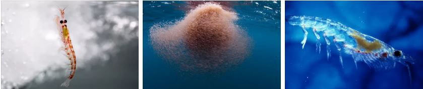 антарктически крил
