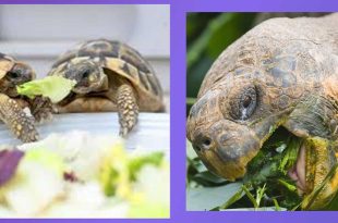Точно какво ядат костенурките? Водни, морски и сухоземни костенурки. Съвети за правилно хранене и допускане на най-чести грешки.