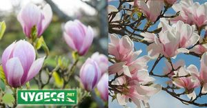 Magnolia-grandiflora. Как да изберем разсадник и коя цена за разсад е добра?
