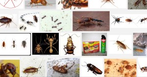 мравки хлебарки у дома в къщи