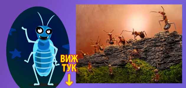 Мравки вкъщи или хлебарки: Поверия, суеверия и съновник 2 Мравки хлебарки вкъщи суеверия поверия съновник 1