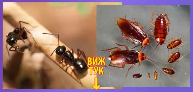 Мравки вкъщи или хлебарки: Поверия, суеверия и съновник 3 Мравки хлебарки вкъщи суеверия поверия съновник 2