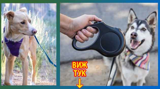 най добра противопаразитна каишка за куче 2