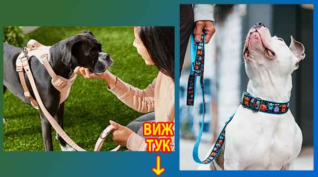 най добра противопаразитна каишка за куче 3