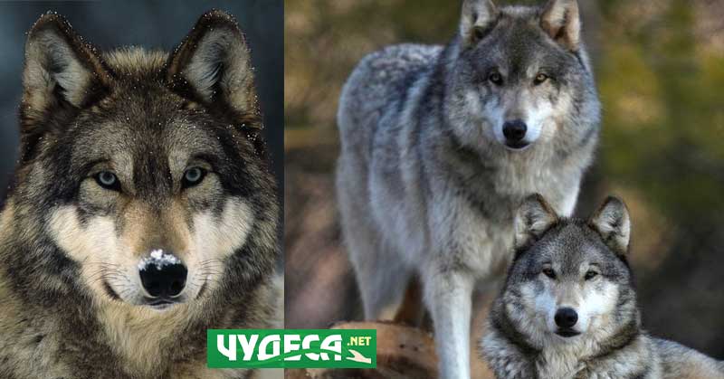 Подробна информация: Къде се срещат вълци в България?