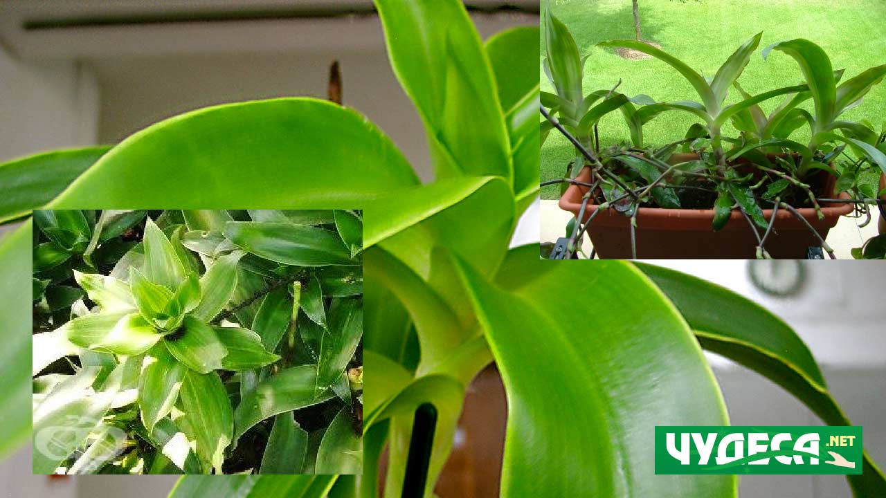 Кализия руско чудо растение