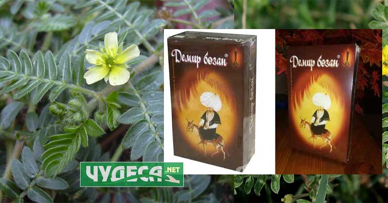 Бабини зъби и Демир бозан едно и също ли е? Снимка Фарма Витал