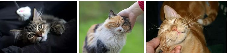 котката лекува