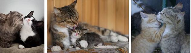 котката лекува