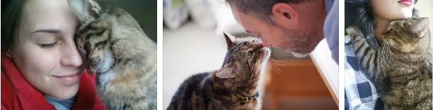 котката лекува