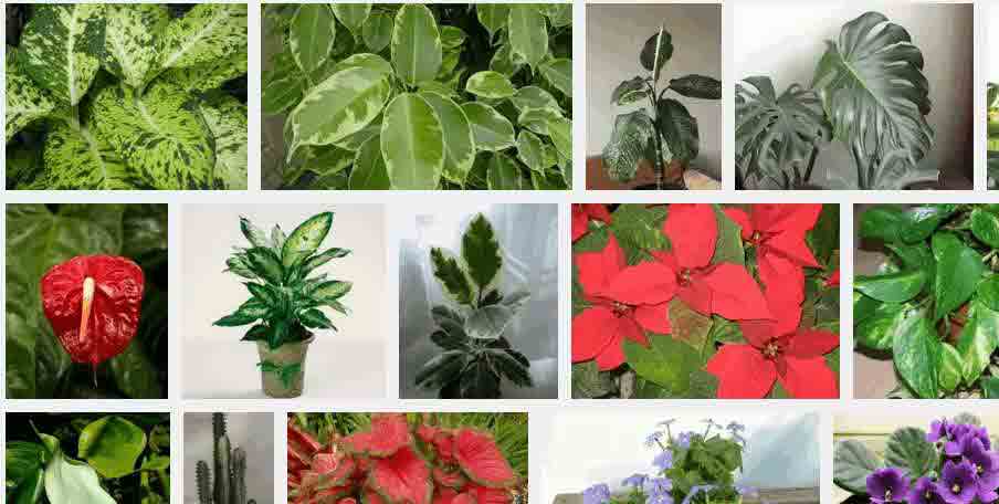 отровни стайни растения