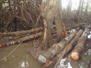 forest cut2