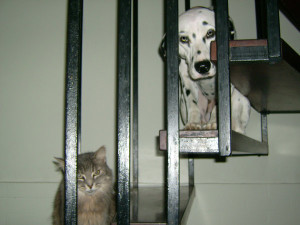 Мистичните способности на кучето и котката пазят дома от лоши влияния