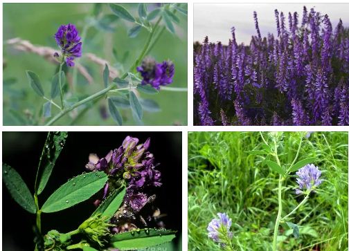 чай от люцерна