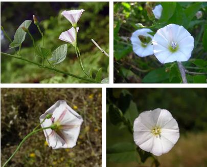 поветица билка плевел