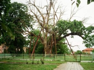 гранитски дъб най-старото дърво в европа