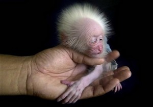 babymacaque