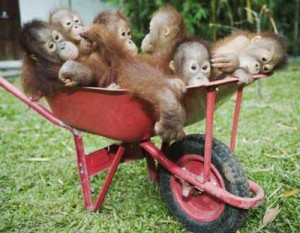 barrow load of orphaned baby orang utans