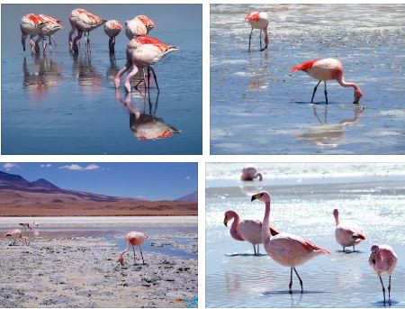 салар де уюни фламинго