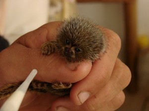 marmosetka